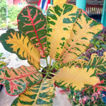 Кротон LIN MANGKORN