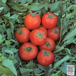 ТОПСПОРТ F1 семена томата (Bejo | Alexagro)