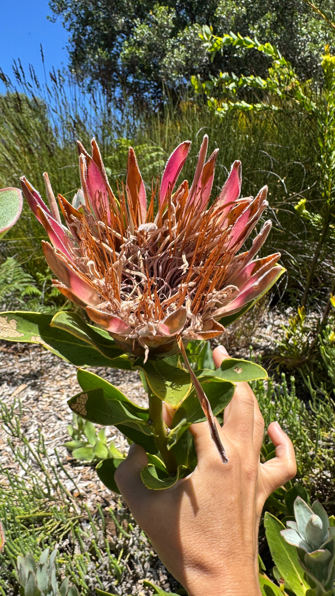 Протейные в ботсаду Кирстенбош