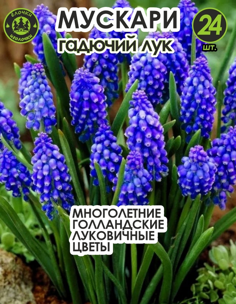 Луковичные цветы Мускари (Гадючий лук), 24 шт