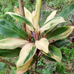 Кордилина PHET WICHA