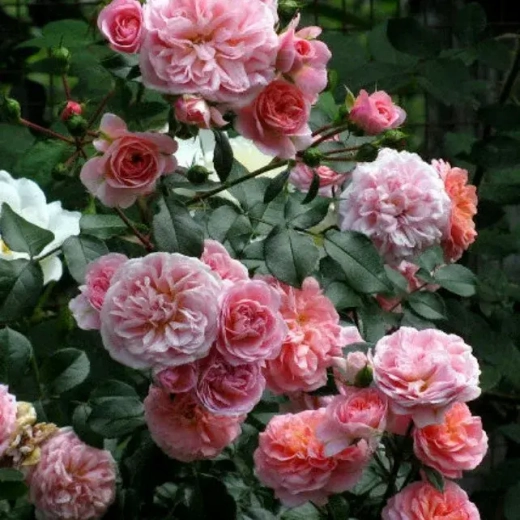 Розы Пируэт штамб 140 см Закупка М21 весна 2026