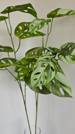 Монстера Адансона вариегатная / Арт 4204