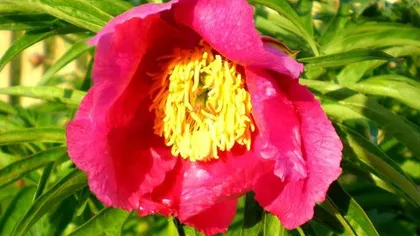 Пион уклоняющийся (марьин корень)