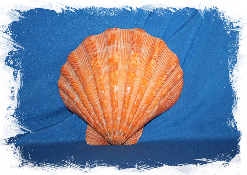 Львиная Лапа Калифорнийская