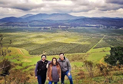 Оливковое масло DELEYDA CLASSIC 1л Чили