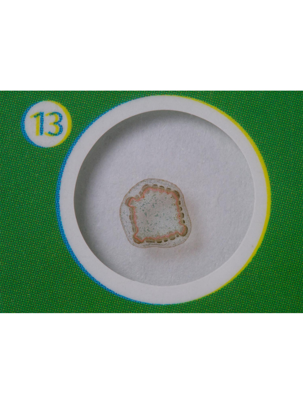 Набор микропрепаратов Levenhuk LabZZ P12, растения