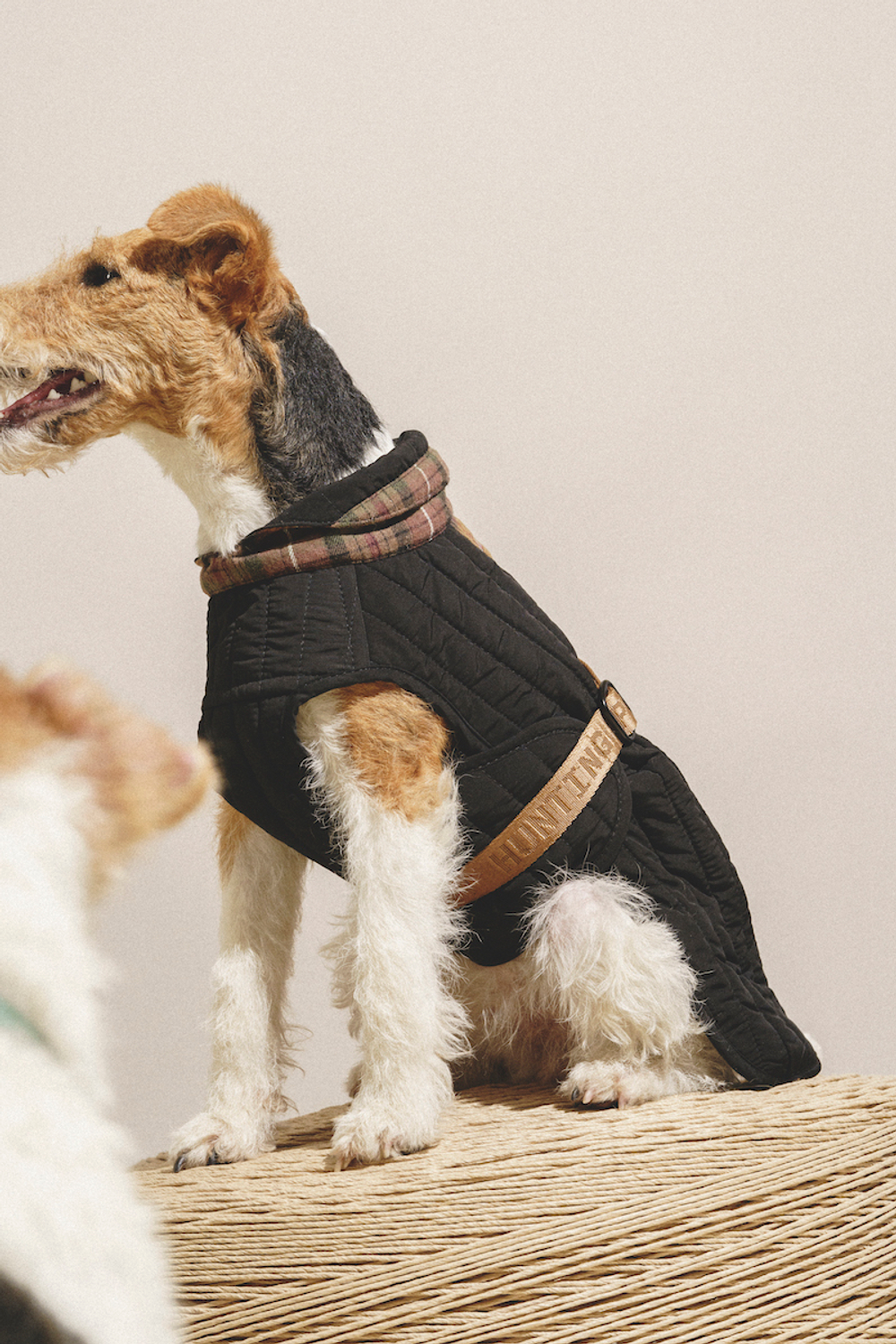 Попона "Пони-Шерлокони"