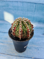 Gymnocalycium T-Rex Pink hybrid (Гимнокалициум)