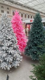 Заснеженная розовая елка «Фэнтези» (Литая хвоя) 250 см / 2,5 м