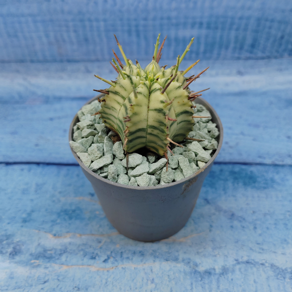 Euphorbia meloformis f. Variegated (Эуфорбия вариегатная)