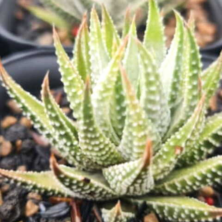 Хавортия PUMILA WHITE