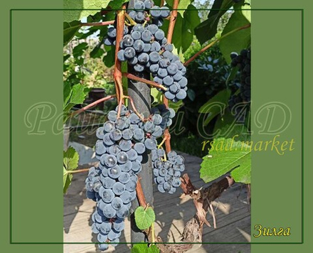 Виноград Зилга