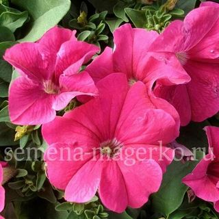 Петуния крупноцветковая  Фалькон Дип Роуз F1 100 драже