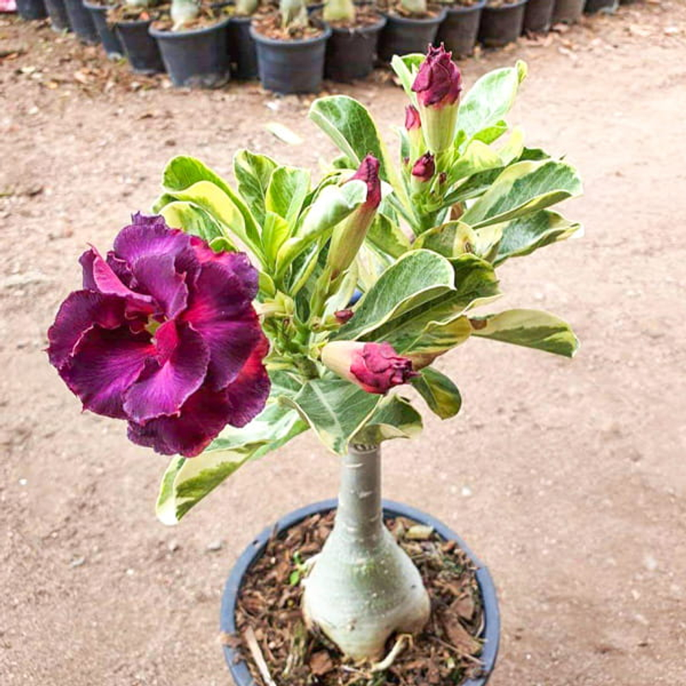 Адениум вариегатный WONDERFUL PURPLE VAR