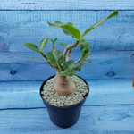 Adenium Baobab (Адениум)