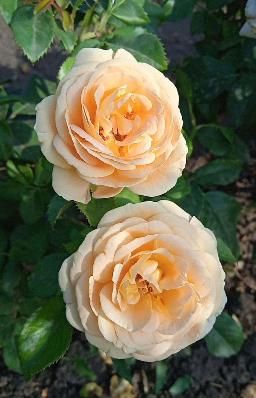 AMBER ABUNDANCE (HARFIZZ) (Амбер Эбандэнс)