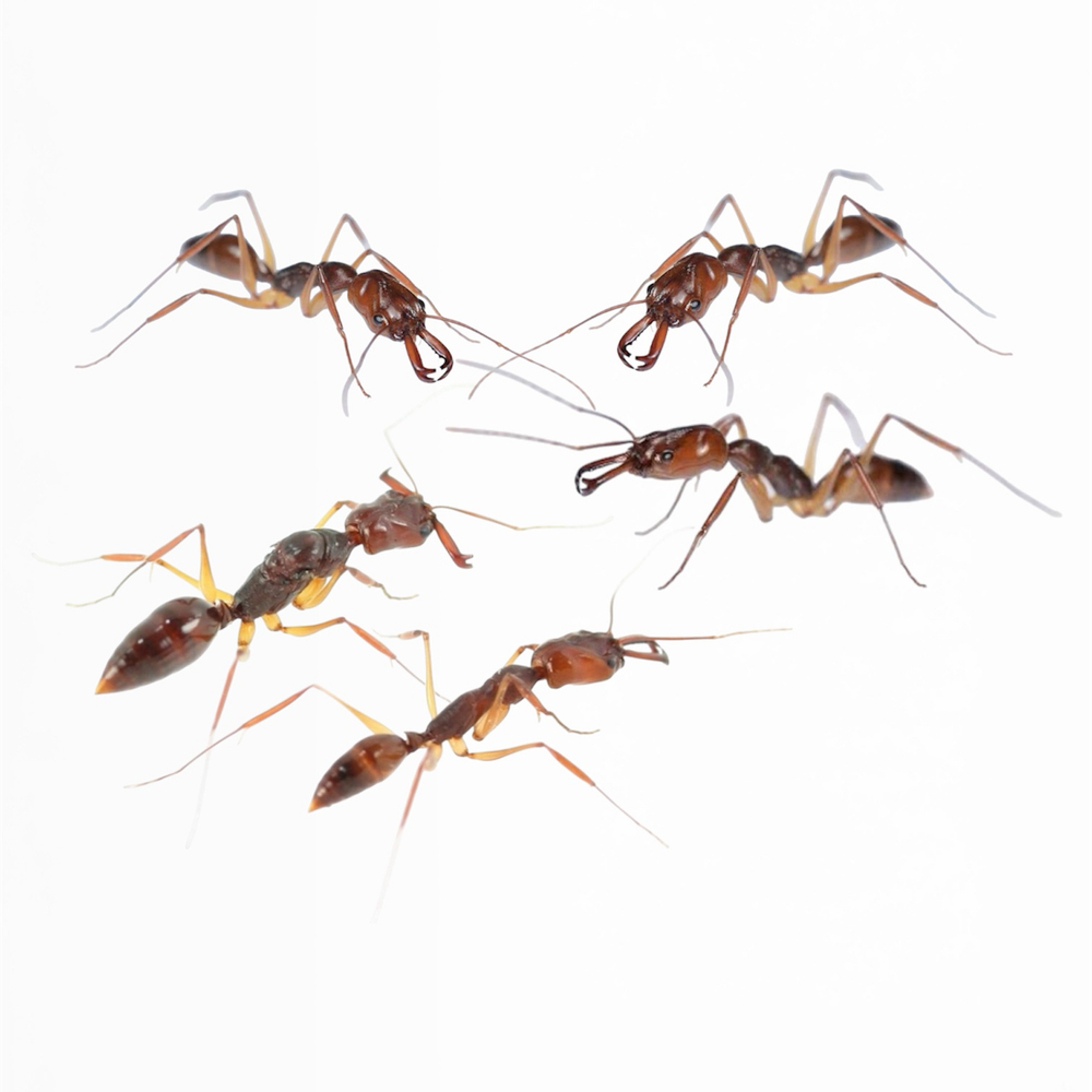 Муравьи Odontomachus rixosus (муравей-капкан)