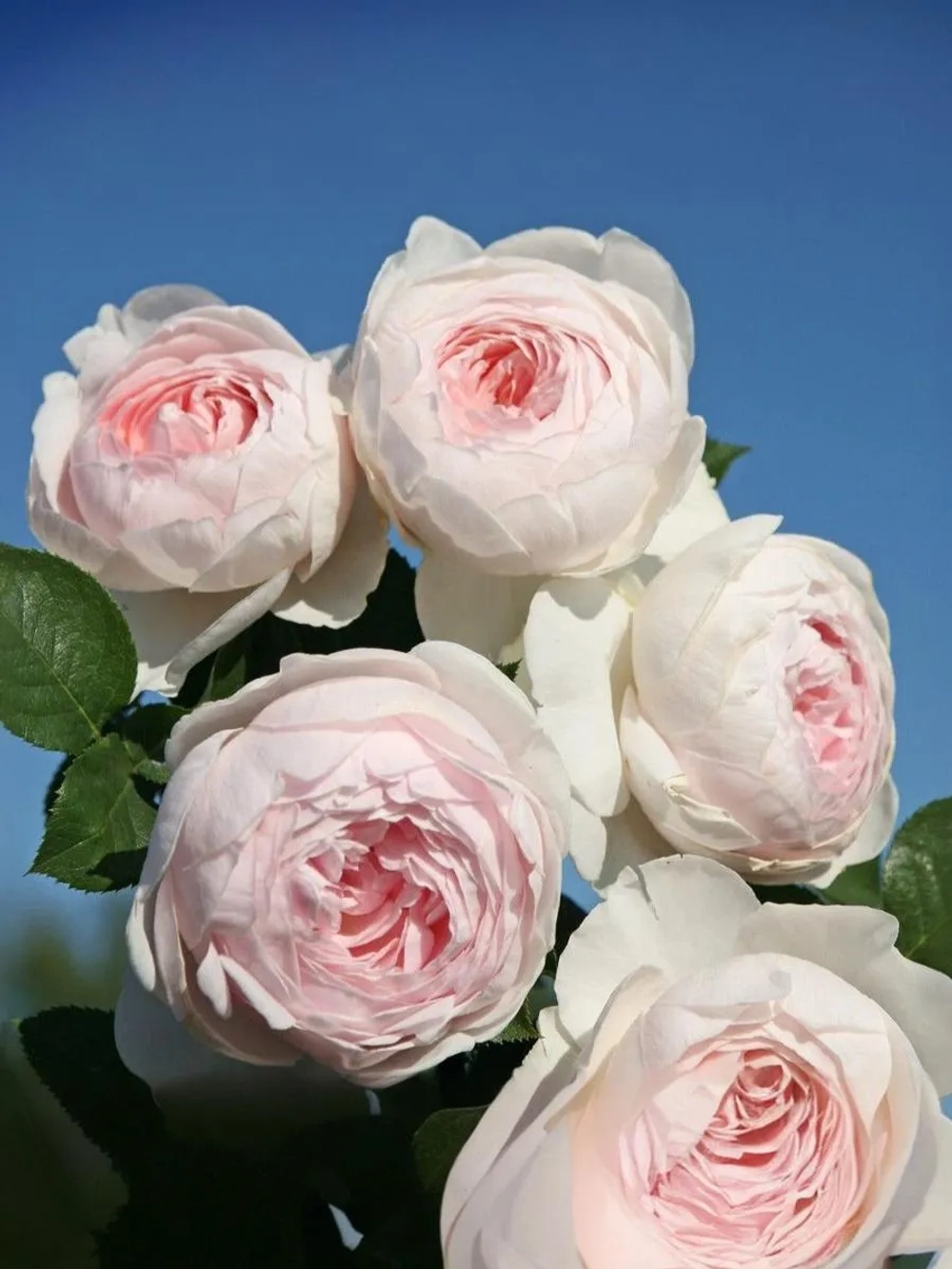 Роза флорибунда Герцогиня Кристиана