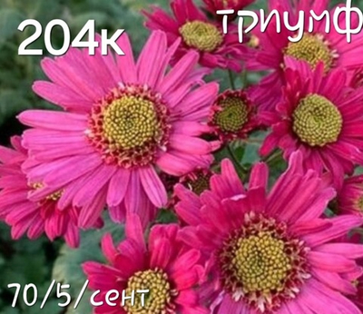 САЖЕНЦЫ ХРИЗАНТЕМЫ КОРЕЙСКАЯ ТРИУМФ №204