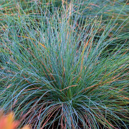 Овсяница сизая Фестина С2