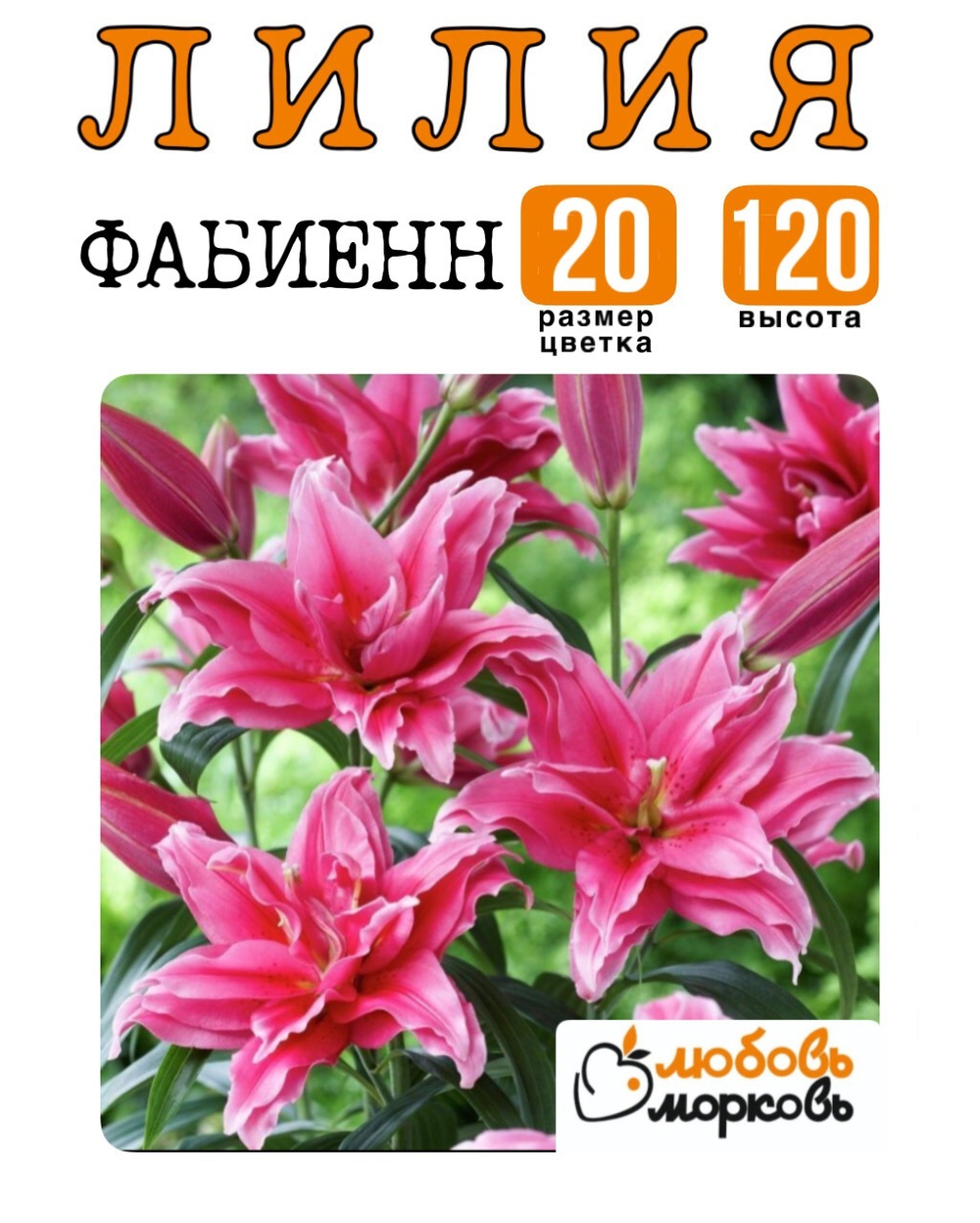 Лилия Луковица, Фабиенн, восточный гибрид, 1 шт
