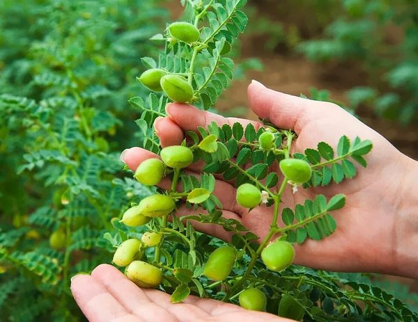 “Бараний горох” полезен при диабете! Включите его в рацион.