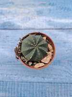 Euphoria Obesa (Эуфорбия)