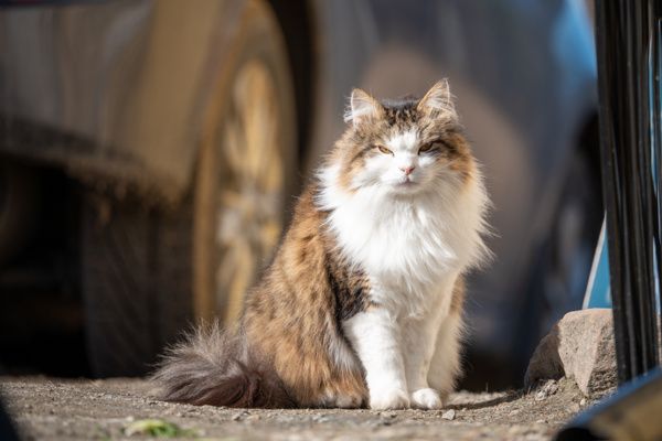 Почему дворовые коты метят территорию и как их прогнать от частного дома?