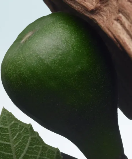 Dries Van Noten Santal Greenery Eau de Parfum