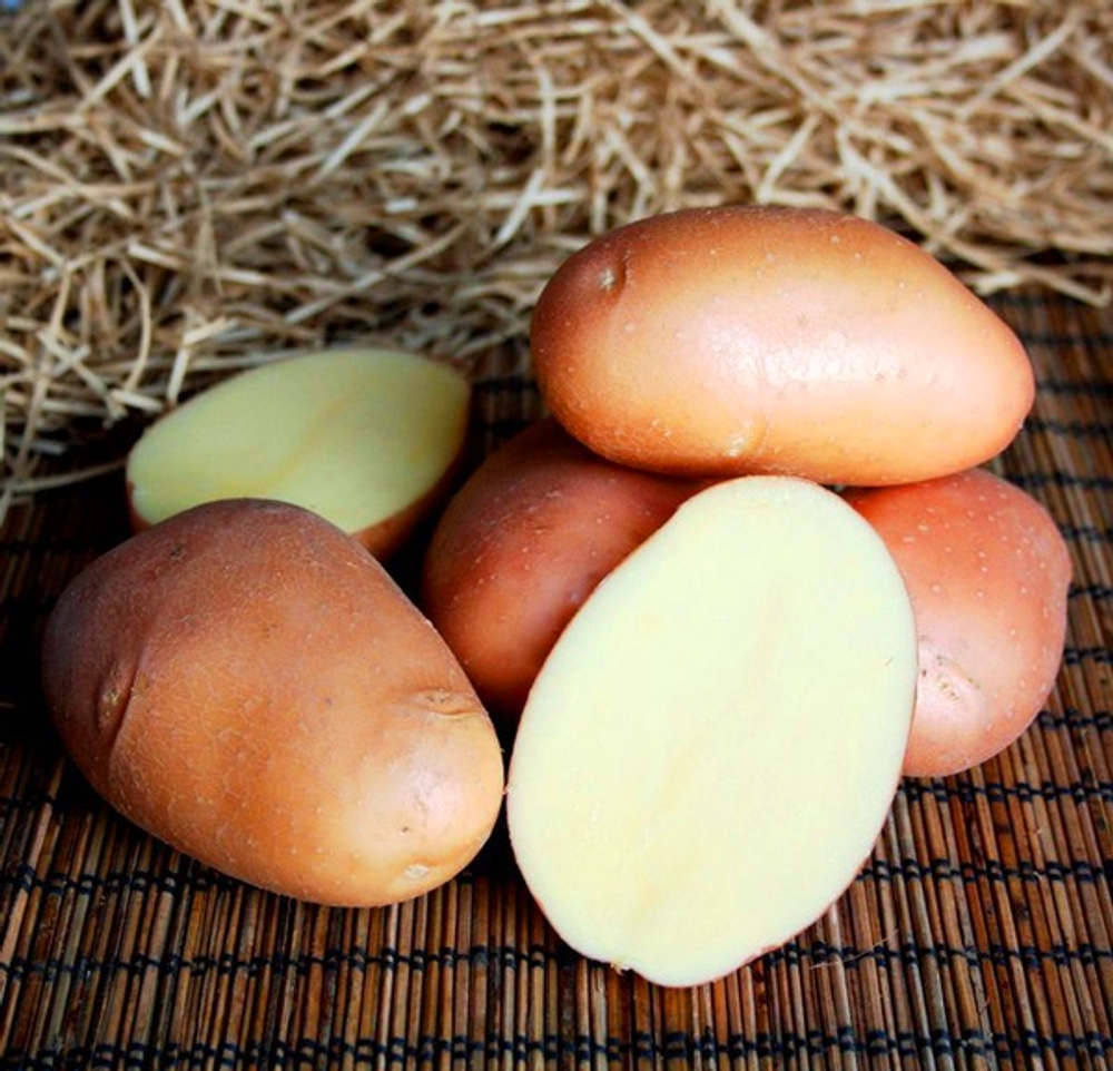 Картофель семенной Ажур-2