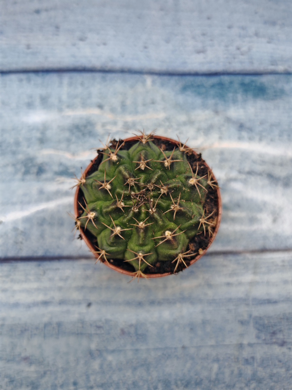 Gymnocalycium Friedrichii (Гимнокалициум)