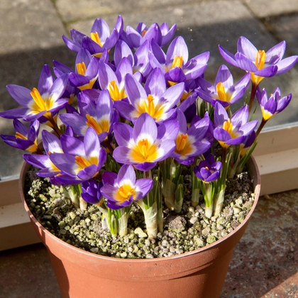 Крокус Сайбери Триколор 1шт