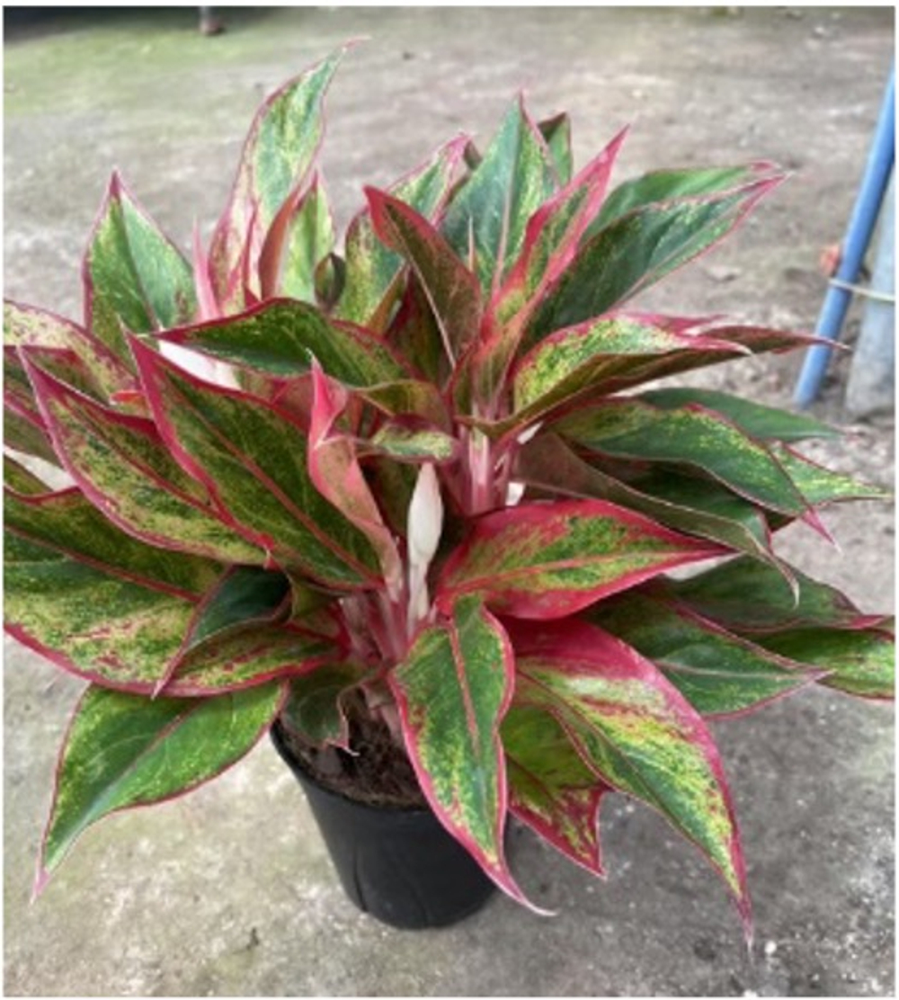 Аглаонема Everlasting Red д.15