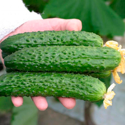 Раис F1 семена огурца партенокарпического (Гавриш)