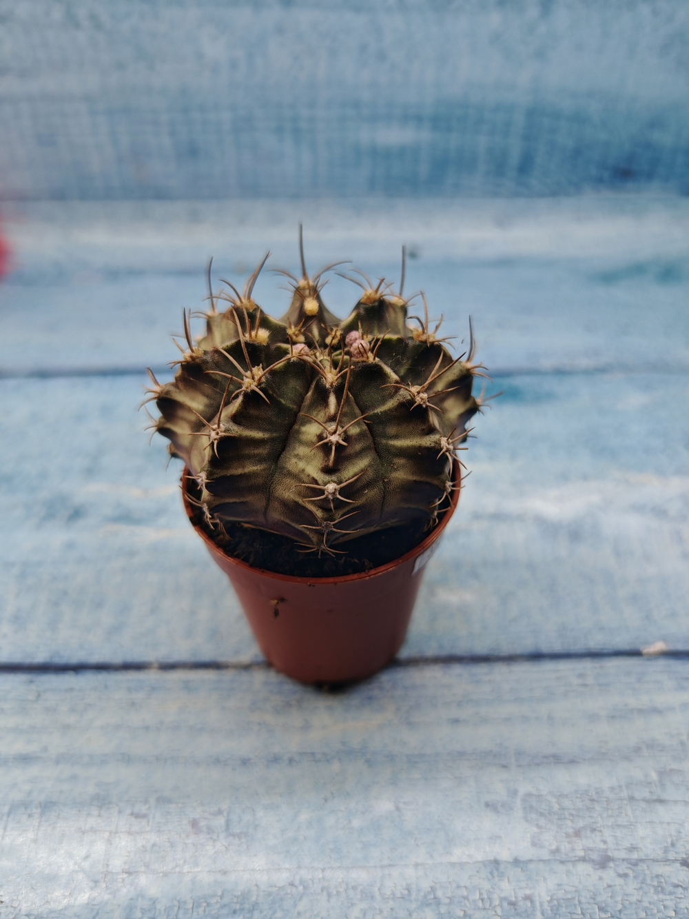 Gymnocalycium Friedrichii (Гимнокалициум)