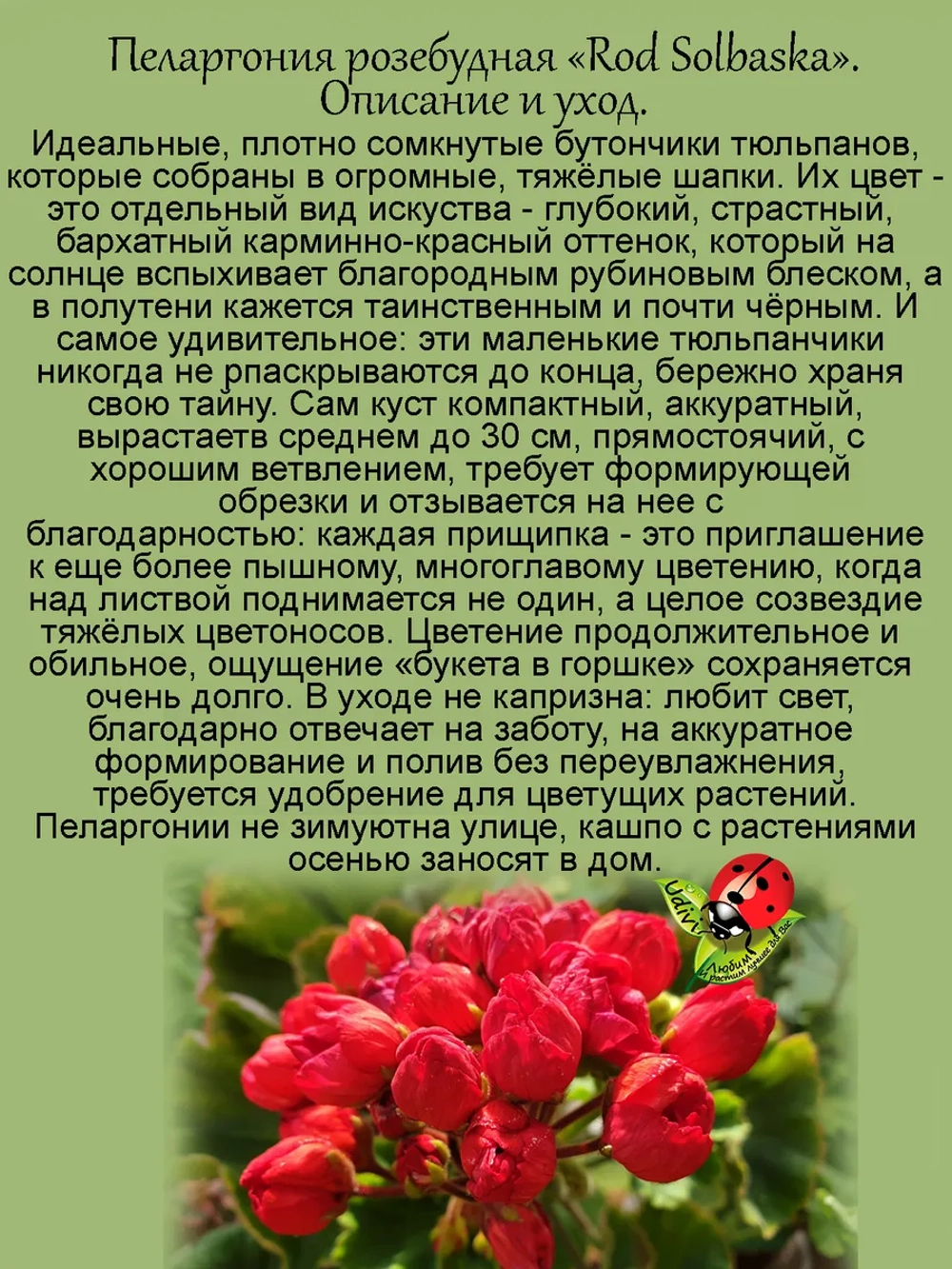 Пеларгония Род Солбаска тюльпановидная
