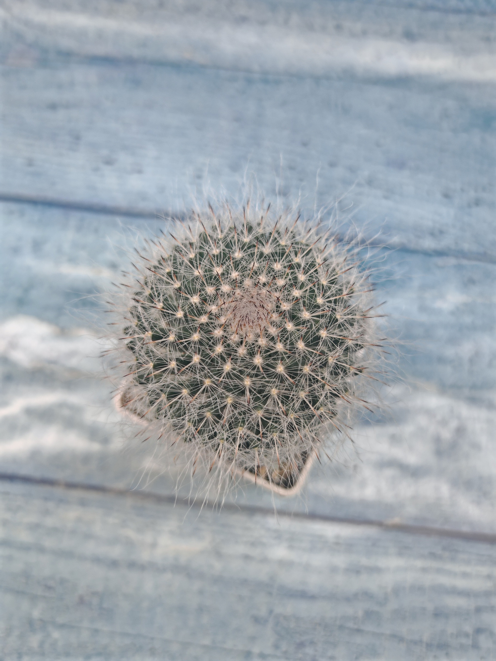 Mammillaria Hahniana (Маммилярия)