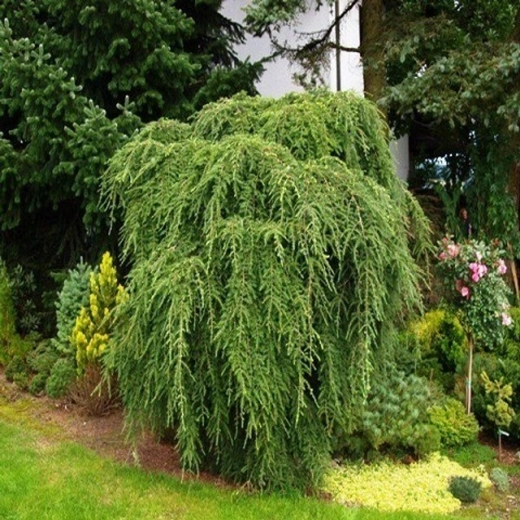 Лиственница европейская Пендула на Штамбе 180 см (Крона молодая) Закупка М49 весна 2026