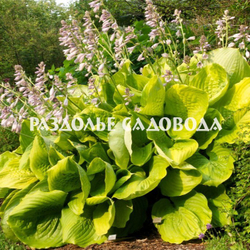 Хоста гибридная Сам энд Сабстенс (горшок 3л)