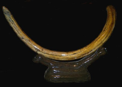 Бивень мамонта