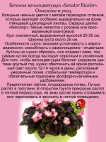 Бегония вечноцветущая Сенатор биколор темнолистная