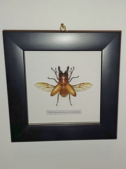 Жук Рогач Metopodontus occipitalis в рамке