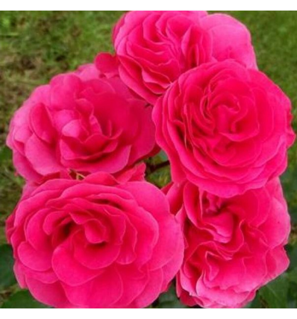 Роза канадская Морден Кардинет С4 Закупка М43 июнь 2026