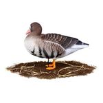 Комплект чучел Белолобый (10шт) S-XPE B622-3D "North Way"