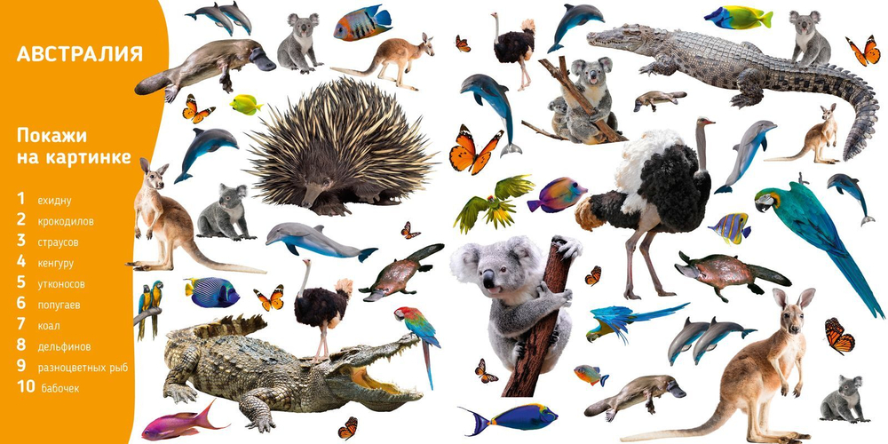 Познаем мир вместе. Мои первые животные. Фотокнига