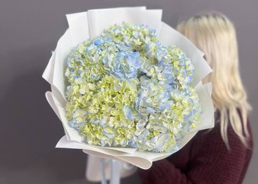 Уход за гортензиями: секреты долговечности