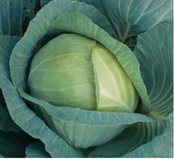 Триперио F1 семена капусты белокочанной (Syngenta / Сингента)