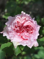 Роза плетистая Бьянвеню