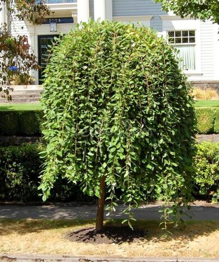 Ива (Salix) caprea Kilmarnock
